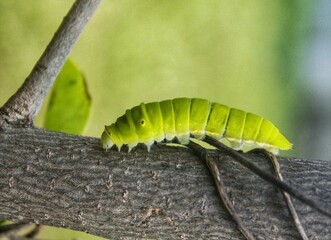 Green Papilio machaon butterfly caterpillar on green leaf plant on a summer day