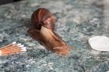 Achatina snail for cosmetic and medical procedures for skin regeneration, rejuvenation, sponges and cotton swabs for the ears, on the tabletop. Image for beauty and cosmetology salons.