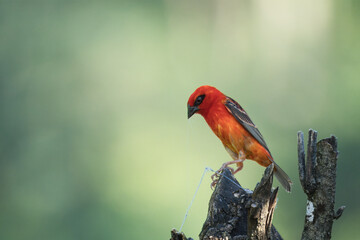 Male, Madagascar fody pulling thread from rotten tree truck, Mahe, Seychelles