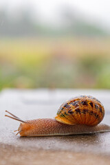 Snail crawls along a rough surface. Close up. Gastropods with an external spotted brown black shell. Animal background. Malacology, zoology, study of soft-bodied or molluscs
