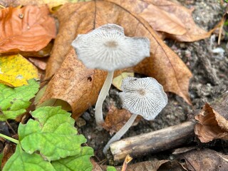 Very small fruit bodies (known as dwarf fruit-bodies) of Coprinopsis lagopus in autumn park.