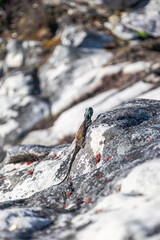 Summer animal wildlife wallpaper. Small beautiful cute colorful lizard in wild nature on stone. Reptile yellow brown color body, turquoise blue green head. South Africa lacertian.
