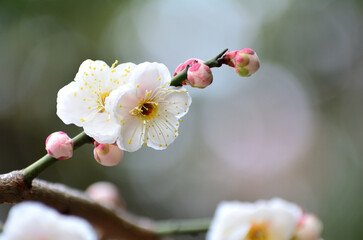 白い梅の花