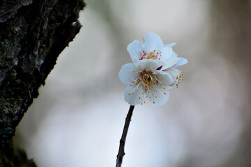 白い梅の花