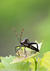 Pentatomomorpha infraorder hemiptera from suborder of bedbugs. Black beetle with 6 legs, long...