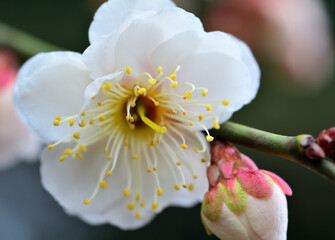 白い梅の花