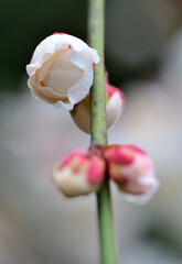 白い梅の花