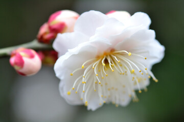 白い梅の花