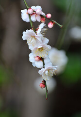 白い梅の花