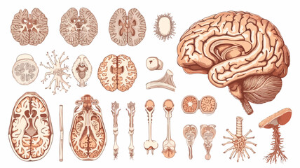  Human brain. Diseases of the brain nervous