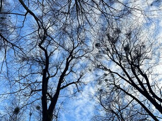 Crown of trees without leaves. View from bottom of forest. Sky through the bare branches of trees....