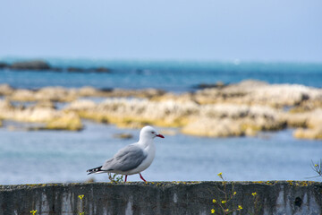 Red-billed gull in New Zealand