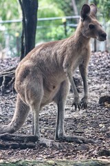 Port Douglas, Queensland, Australia