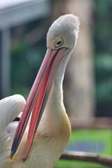 Port Douglas, Queensland, Australia
