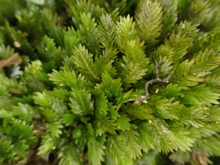 A closeup of Pocket Moss (Fissidens)