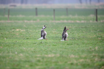 Gänse Paar nach Vogelflug stehen auf einer saftigen Wiese an einem trüben Tag.