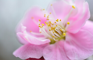 美しいピンクの梅の花