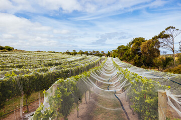 Fototapeta na wymiar Vines on Mornington Peninsula in Australia