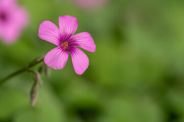 野に咲くピンクのカタバミの花