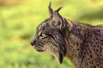 Profile of a lynx with an intense gaze in natural habitat.
