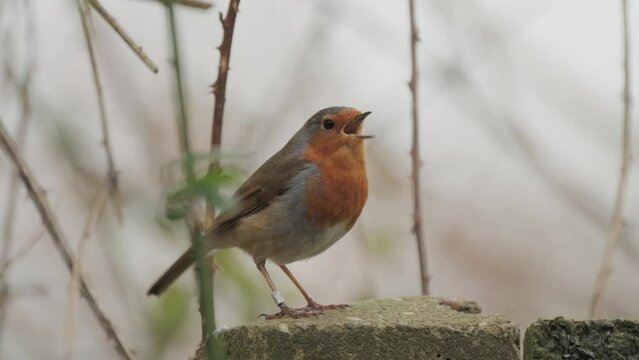 Close up of robin bird chirping in natural setting