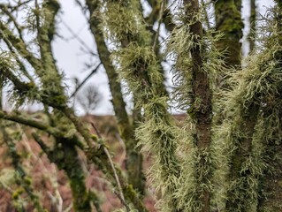 Trees in winter covered in bushy lichen