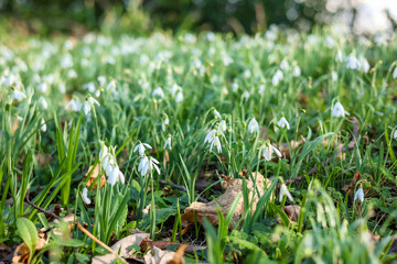 field of snowdrop flowers, the first flowers of spring
