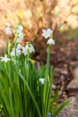 First spring flowers, snowdrops in garden, sunlight