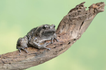 An adult Muller's narrow mouth frog is resting on a dry tree branch. This amphibian has the scientific name Kaloula baleata.
