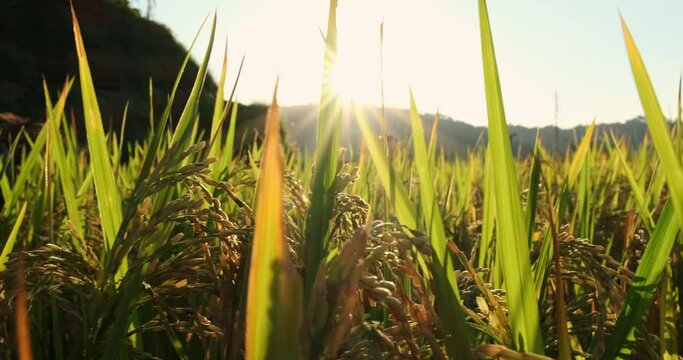 The beauty of ripe paddy grains illuminated by the setting sun in lush paddy fields, signifying the richness of a successful harvest during the tranquil evening hours.