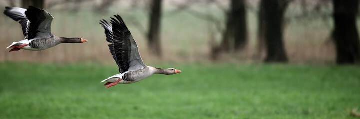Gänse Paar im tiefen Vogelflug wunderschön freigestellt in der Luft über einer grünen Wiese an einem grauen Tag.