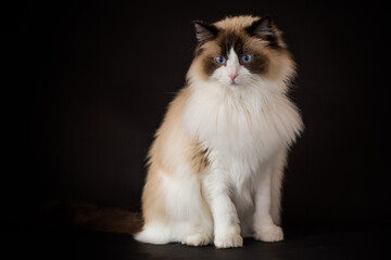 Beautiful young healthy Ragdoll cat on a black background.