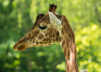 Girafe