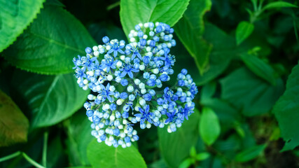 Close-up of blue Dichroa febrifuga, Hydrangeaceae, in the garden. Wild blue flowers in rural. Flower and plant.