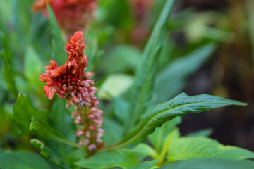 Close-up of the wild flowers in rural. Wild flowers in the countryside. Flower and plant.