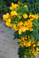Close-up of senna surattensis in the rural. Yellow wild flowers in countryside. Flower and plant.