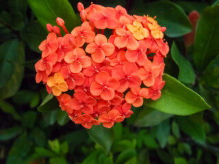 Fototapeta premium Close-up of Chinese ixora in the garden with green leaves. Flower and plant.