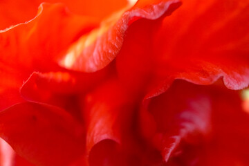 Close-up of red flower petals. Flower and plant.