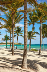 Coconut palm trees on a tropical beach, Yucatan Peninsula, Mexico.
