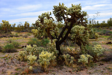 Fototapeta premium Cholla cactus, Sonora Desert, Mid Spring