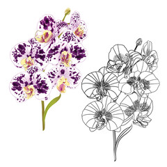 Branch orchid Phalaenopsis spotted purple and white  flowers and leaves tropical plants  stem and buds and outline on a white background vintage vector  illustration  editable hand draw