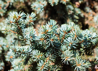 needles of fir tree in sunny day