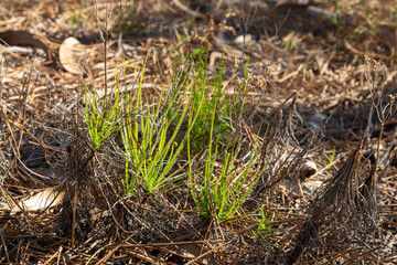 Drosophyllum lusitanicum in natural habitat close to Aljezur in Portugal