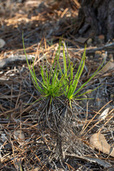 Drosophyllum lusitanicum in natural habitat close to Aljezur in Portugal