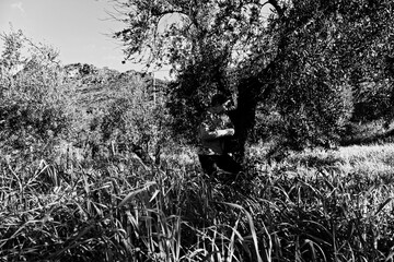 farmer throws manure on the land for the green olive trees so that the fruit the olive grows in the...