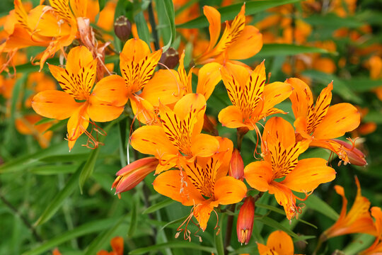 Inca Lily" Images  Browse 318 Stock Photos, Vectors, and Video | Adobe  Stock