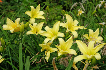 Hemerocallis hybrid daylily ÔSunshine YellowÕ in flower.