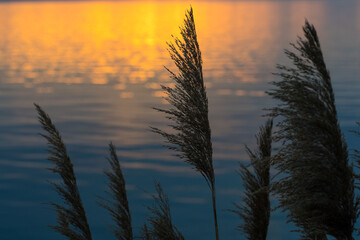 Sunset serenity. Reeds  silhouetted against golden glow in the aegean sea. 