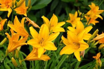 Fototapeta premium Yellow Hemerocallis hybrid daylily 'Aztec Gold' in flower.