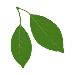 Obraz premium Cherry leaves. Vector illustration on a white isolated background